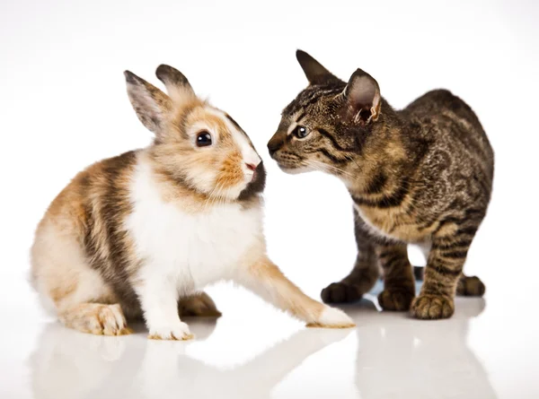 Katt, kattunge och kanin — Stockfoto