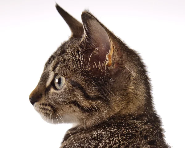 Gatto, gattino — Foto Stock