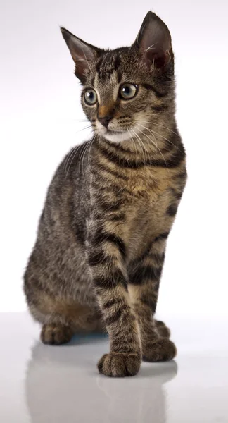 Cat, Kitten — Stock Photo, Image