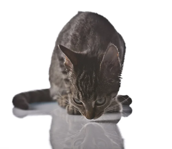 Gato, gatinho — Fotografia de Stock