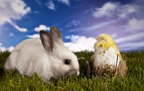 Ostern, Hase und Huhn — Stockfoto