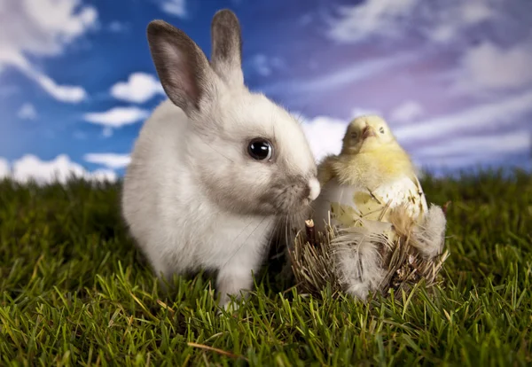 Easter, bunny and chicken — Stock Photo, Image