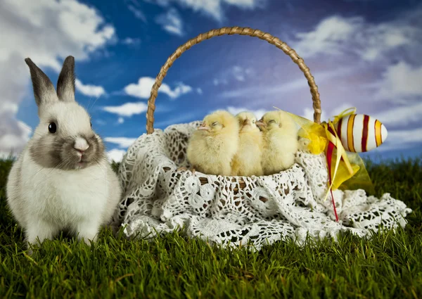 Easter, bunny and chicken — Stock Photo, Image