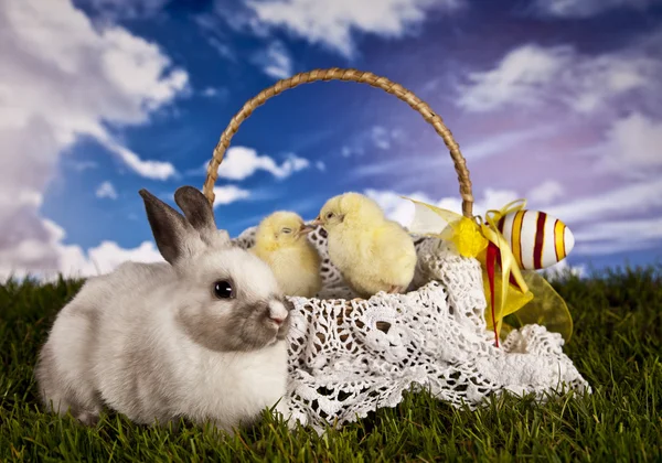 Easter, bunny and chicken — Stock Photo, Image