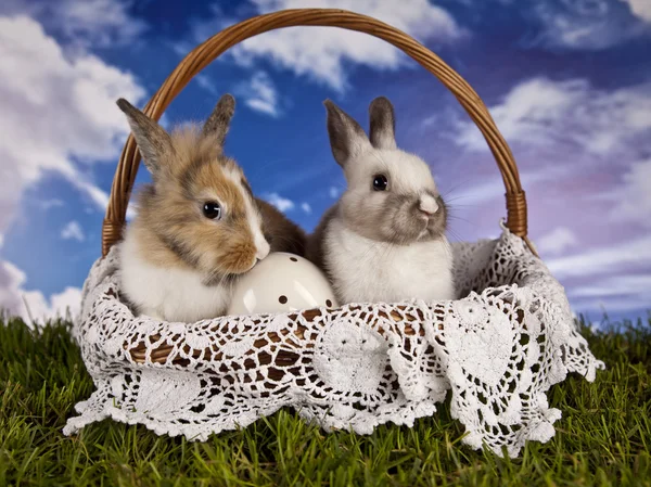 Easter, bunny and chicken — Stock Photo, Image