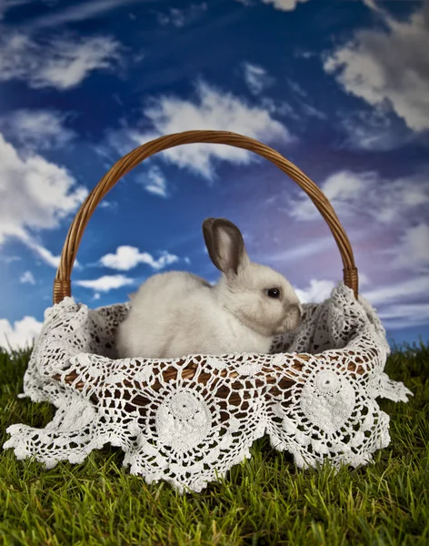 Easter bunny en kip — Stockfoto