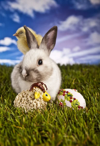 Easter, bunny and chicken — Stock Photo, Image