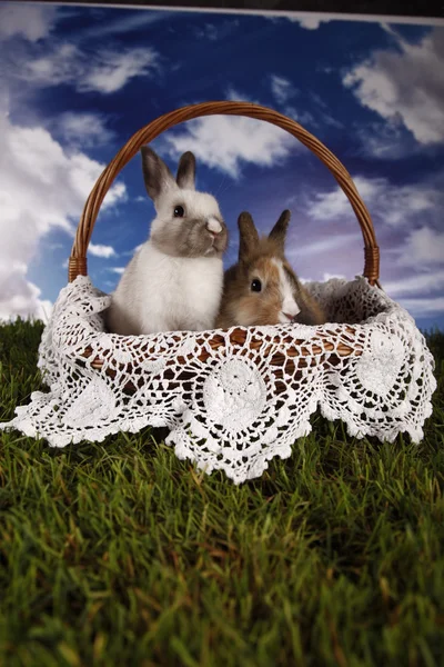 Easter bunny en kip — Stockfoto