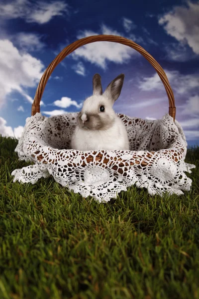 Påsk, kanin och kyckling — Stockfoto