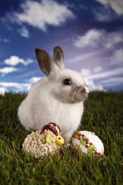 Easter, bunny and chicken — Stock Photo, Image