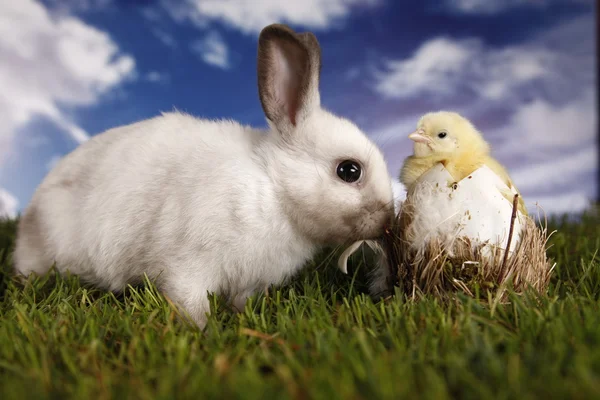 Easter, bunny and chicken — Stock Photo, Image