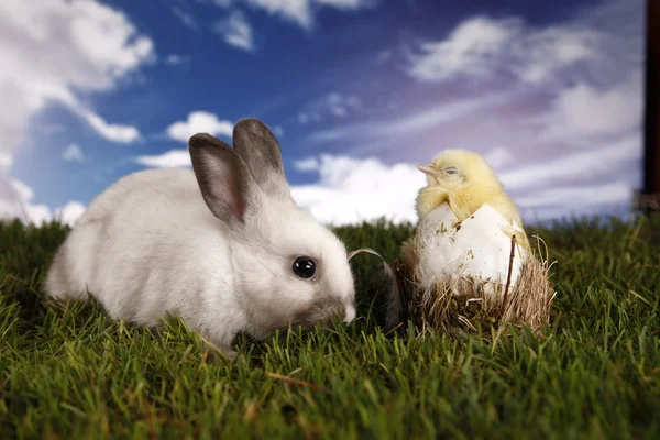 Ostern, Hase und Huhn — Stockfoto