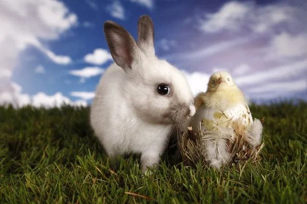 Easter, bunny and chicken — Stock Photo, Image