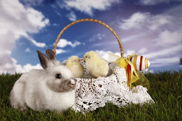 Easter, bunny and chicken — Stock Photo, Image