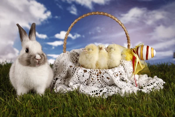 Easter, bunny and chicken — Stock Photo, Image