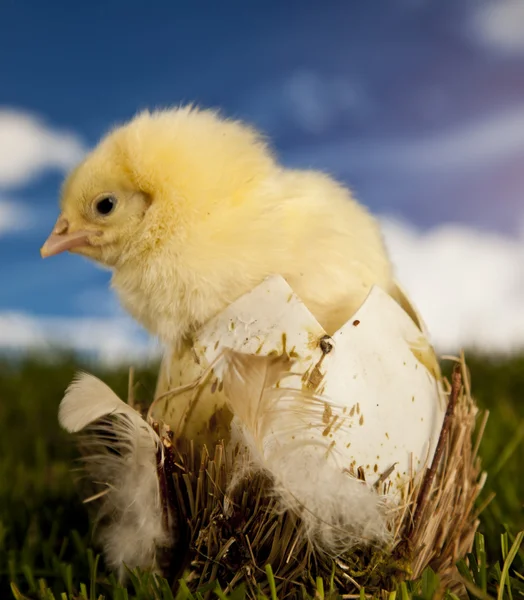 Pâques, lapin et poulet Photos De Stock Libres De Droits