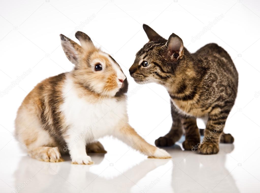 Cat, Kitten and Rabbit
