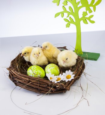 Paskalya, tavşan ve tavuk