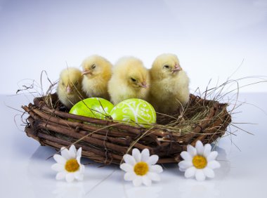 Paskalya, tavşan ve tavuk