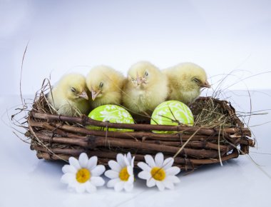Paskalya, tavşan ve tavuk