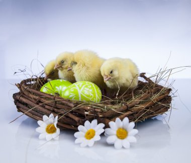 Paskalya, tavşan ve tavuk