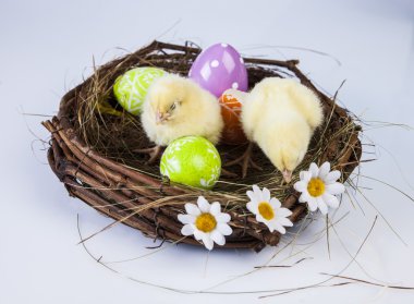 Paskalya, tavşan ve tavuk