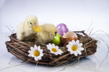 Paskalya, tavşan ve tavuk