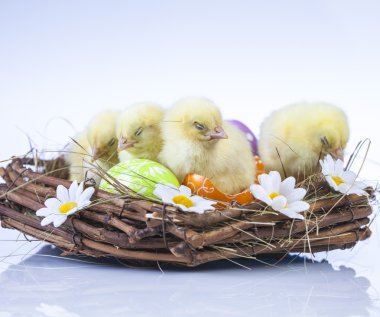Paskalya, tavşan ve tavuk