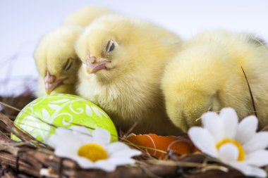 Paskalya, tavşan ve tavuk