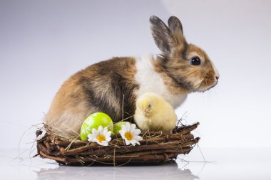 Paskalya, tavşan ve tavuk