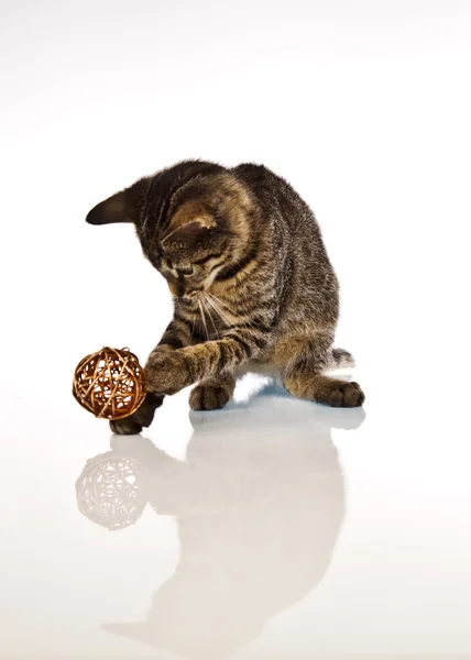 Playing cat — Stock Photo, Image