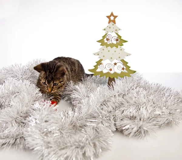 Christmas kitten — Stockfoto