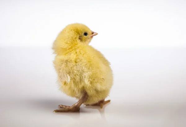 Páscoa, coelho e frango — Fotografia de Stock