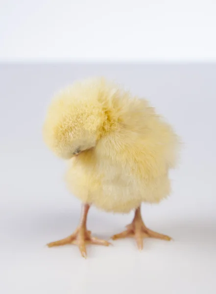 Pascua, conejo y pollo — Foto de Stock