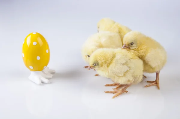 Easter, bunny and chicken — Stock Photo, Image