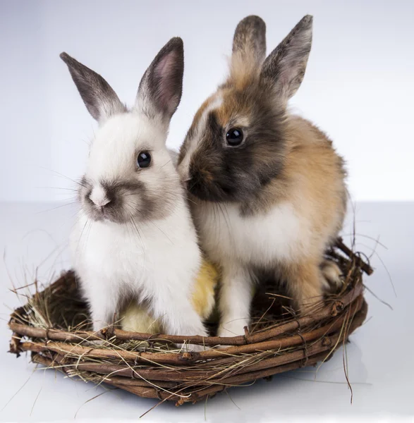 Påsk, kanin och kyckling — Stockfoto