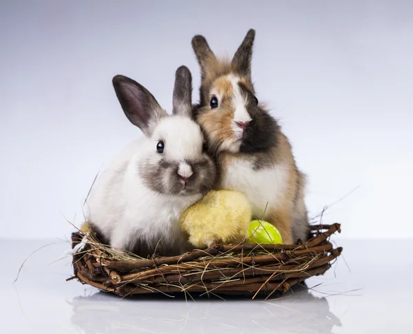 Easter bunny en kip — Stockfoto