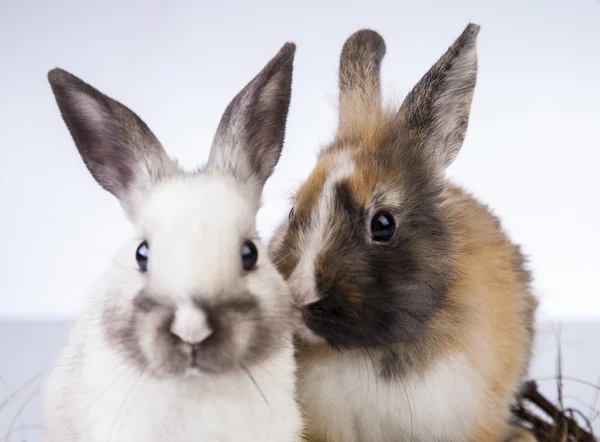 Easter bunny en kip — Stockfoto