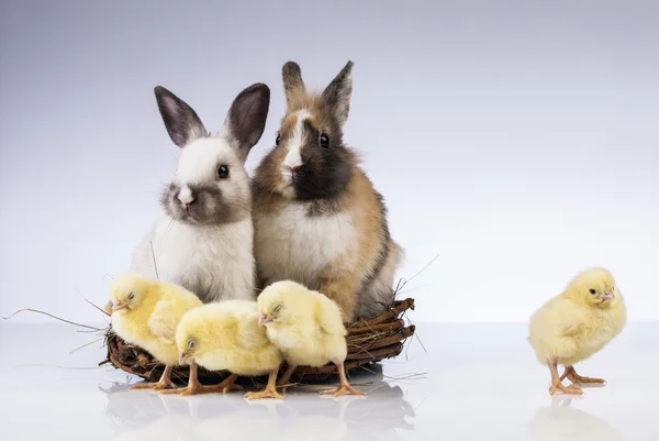 Pâques, lapin et poulet — Photo