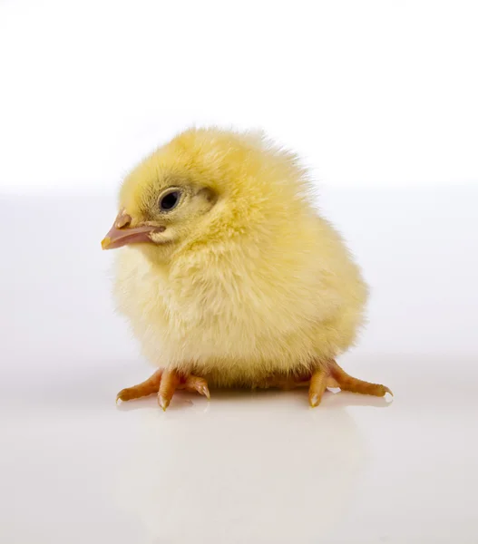 Pascua, conejo y pollo — Foto de Stock