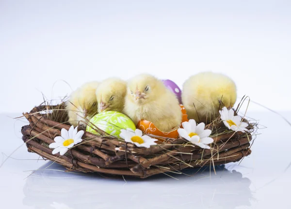 Påsk, kanin och kyckling — Stockfoto