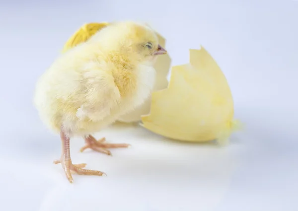 Wielkanoc, bunny i kurczaka — Zdjęcie stockowe