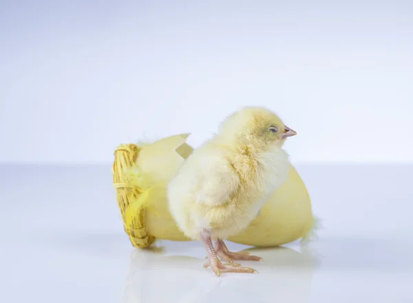 Pascua, conejo y pollo — Foto de Stock