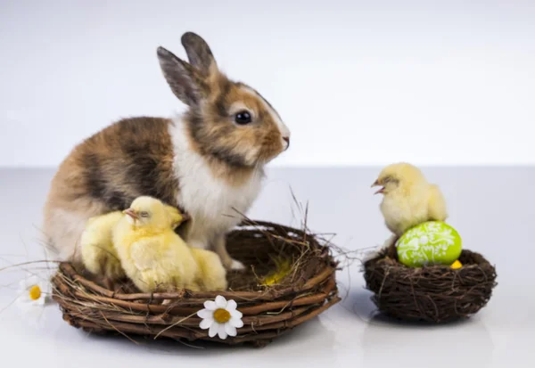 Easter, bunny and chicken — Stock Photo, Image