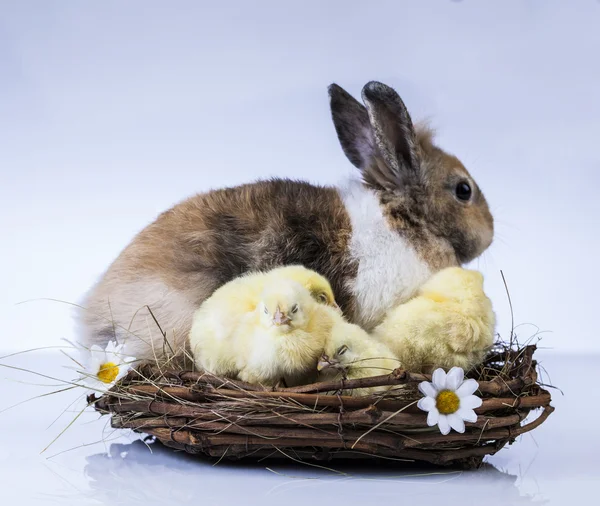イースター、ウサギと鶏 — ストック写真