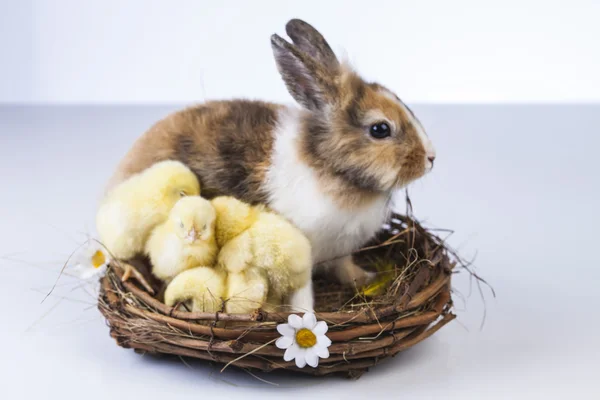 Easter, bunny and chicken — Stock Photo, Image