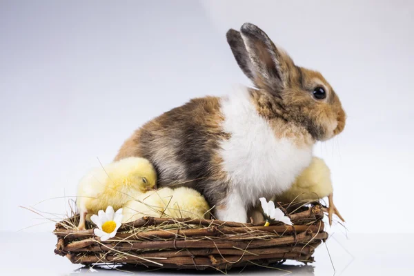 イースター、ウサギと鶏 — ストック写真