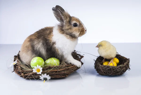 Pâques, lapin et poulet — Photo