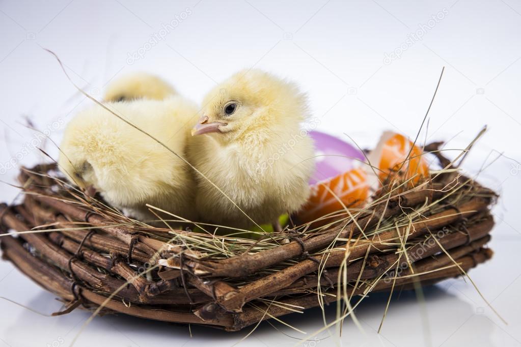 Easter, bunny and chicken