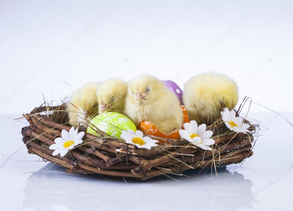 Easter, bunny and chicken